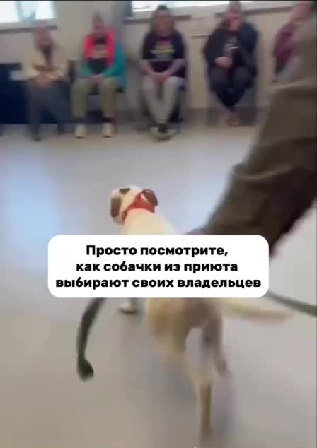 Приют для собак где они сами выбирают будущего владельца