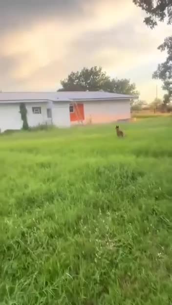 Полоса препятствий для собаки в деревне