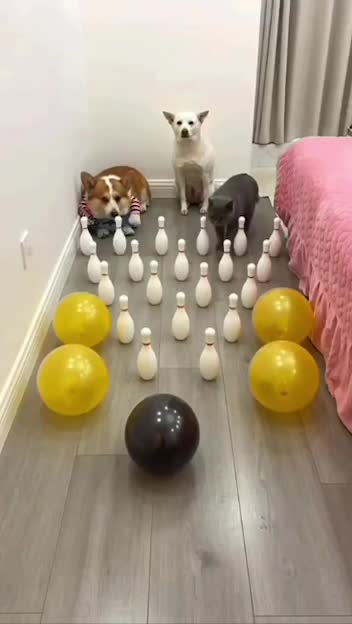 Как преодолела припятствие кошка, собака и Корги