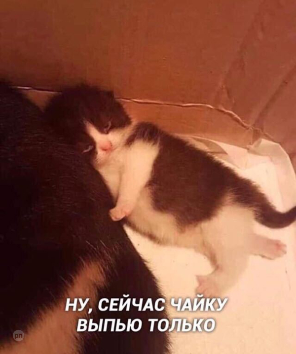 Мем про котиков