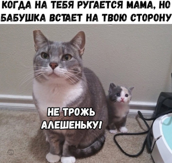 Мем про котиков