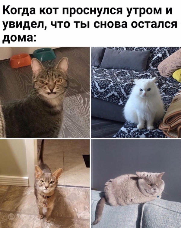Мем про котиков