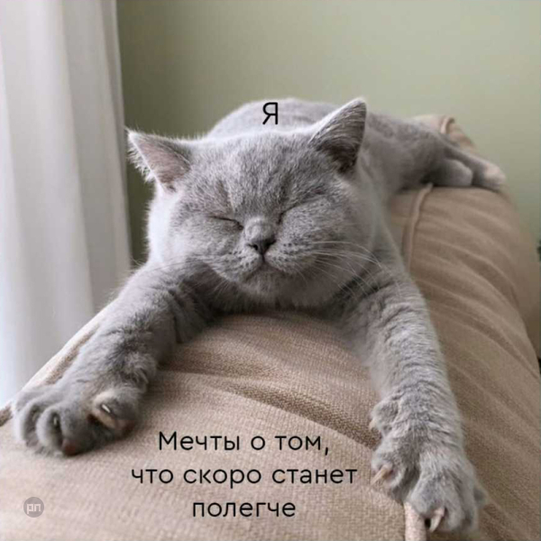 Мем про котиков