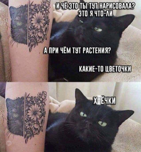 Мем про котиков