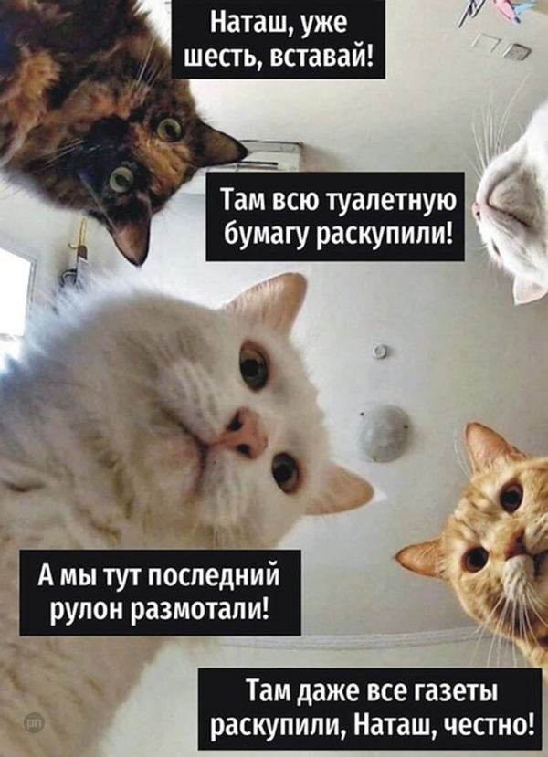 Мем про котиков