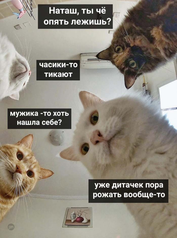 Мем про котиков