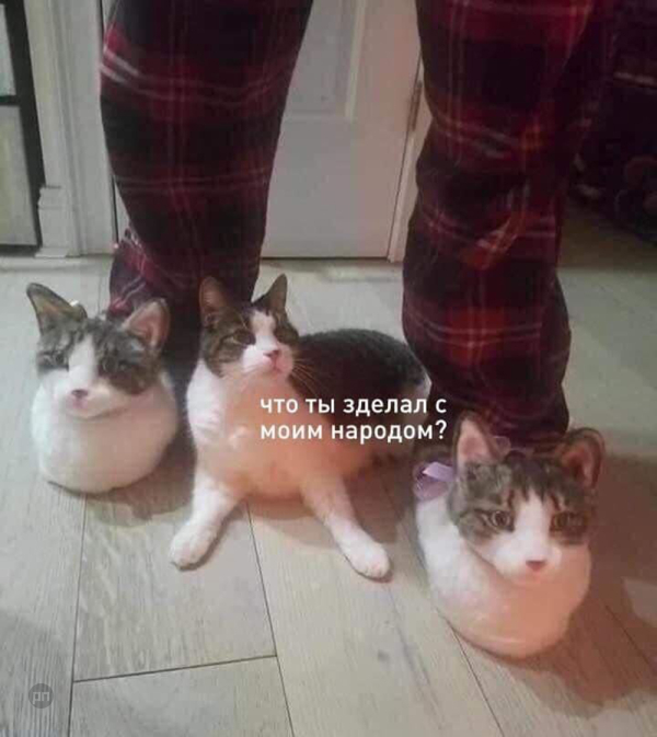 Мем про котиков