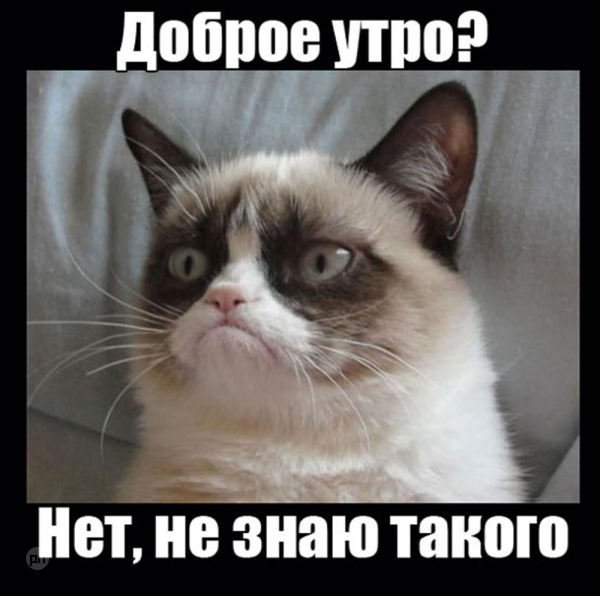 Мем про котиков