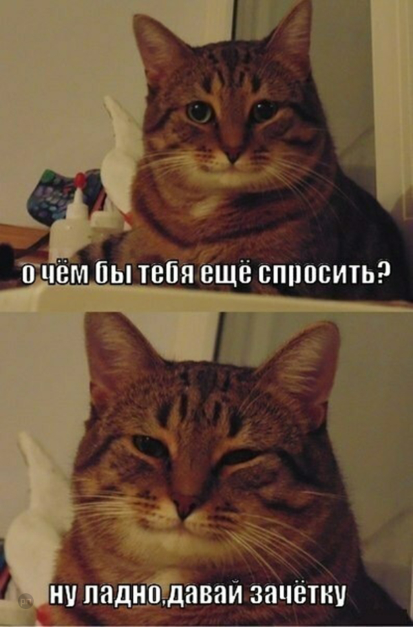Мем про котиков