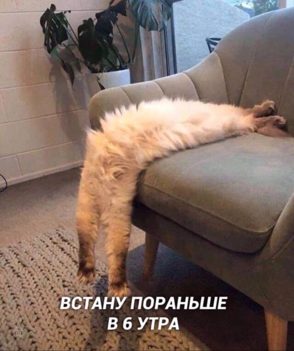 Мем про котиков