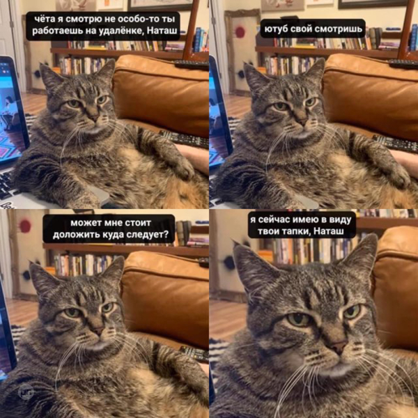 Мем про котиков
