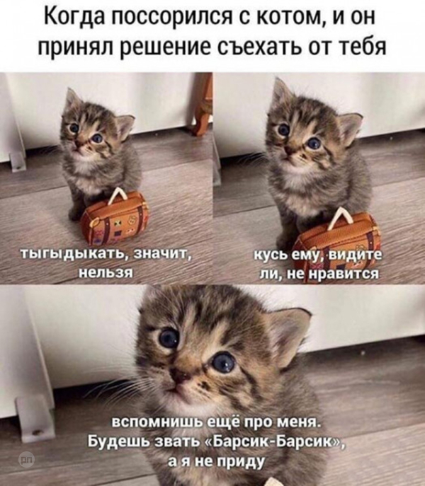 Мем про котиков