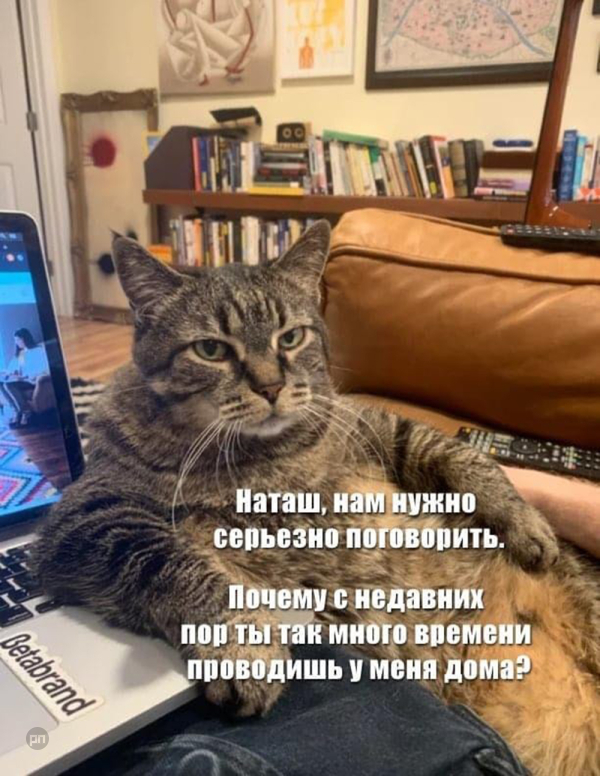 Мем про котиков