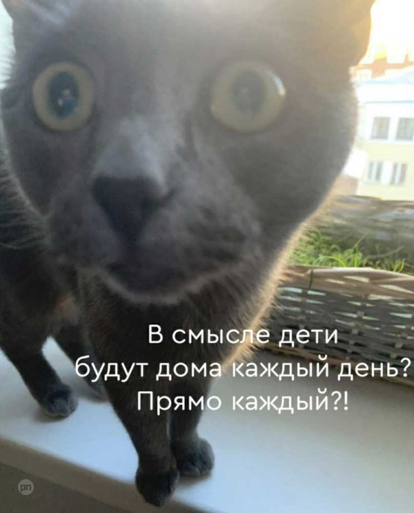 Мем про котиков