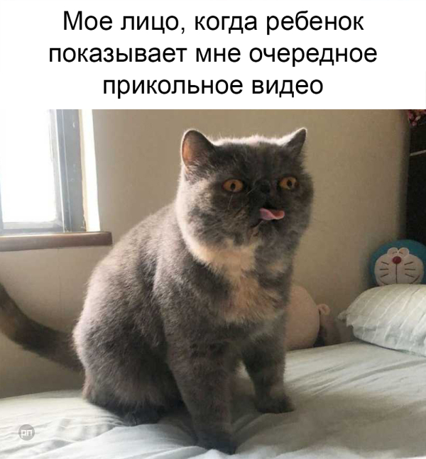 Мем про котиков