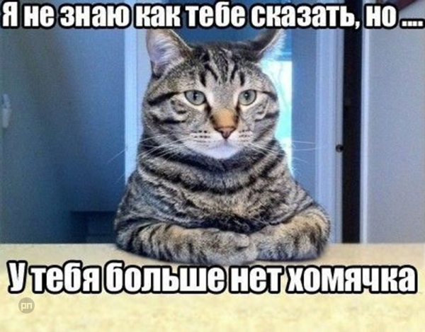 Мем про котиков