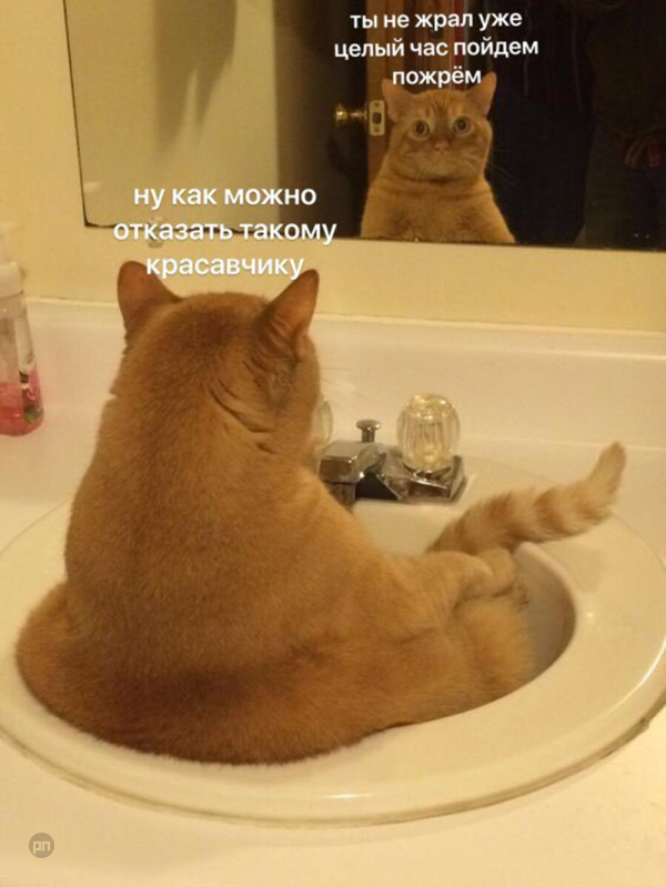 Мем про котиков