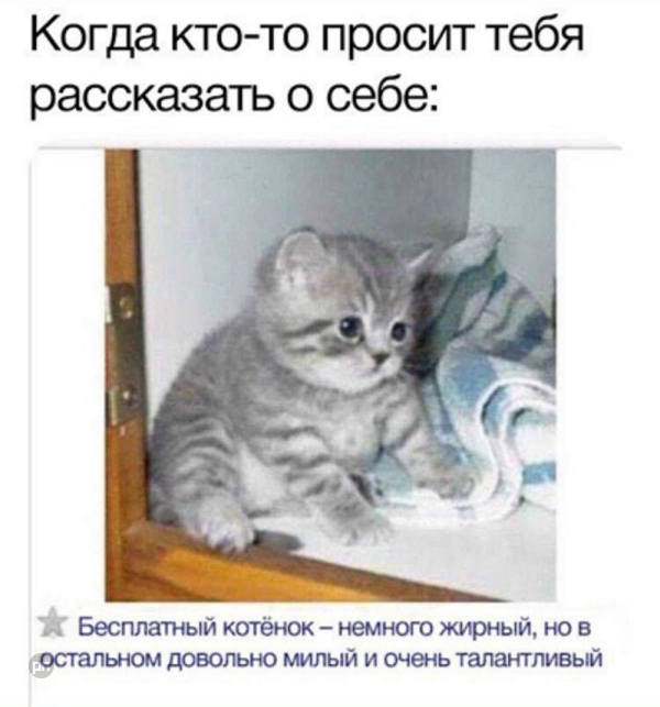 Мем про котиков