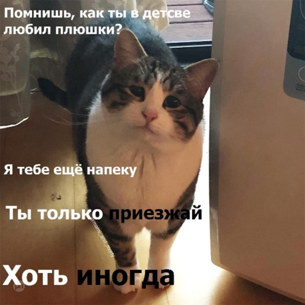 Мем про котиков