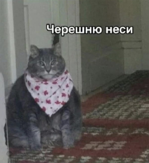 Мем про котиков