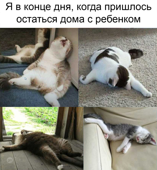 Мем про котиков