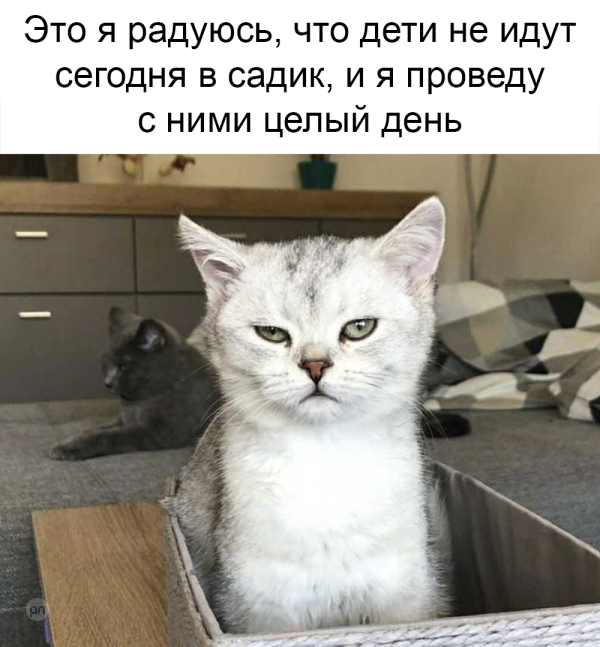 Мем про котиков