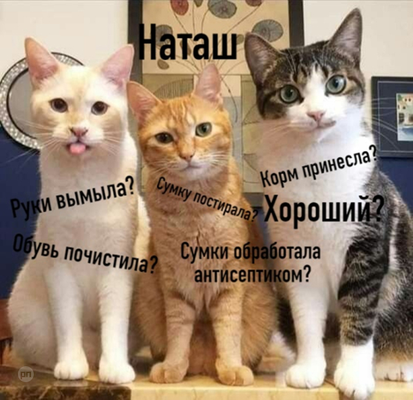 Мем про котиков