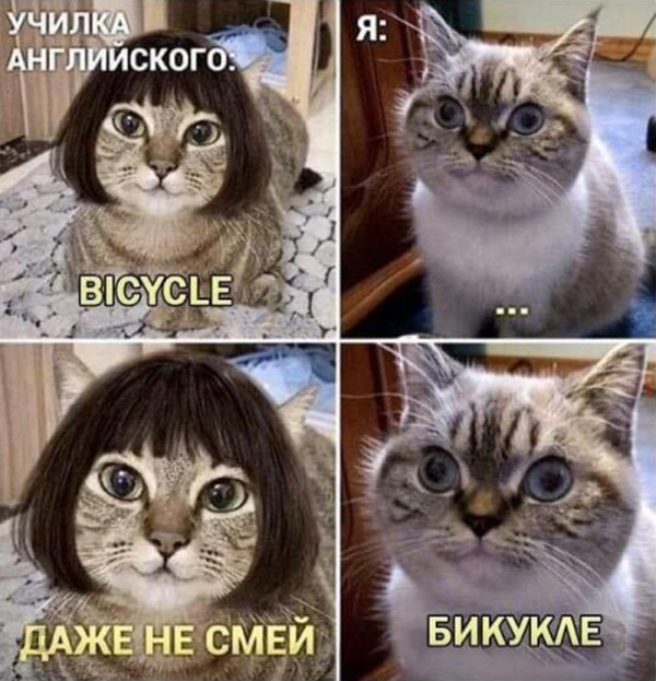 Мем про котиков