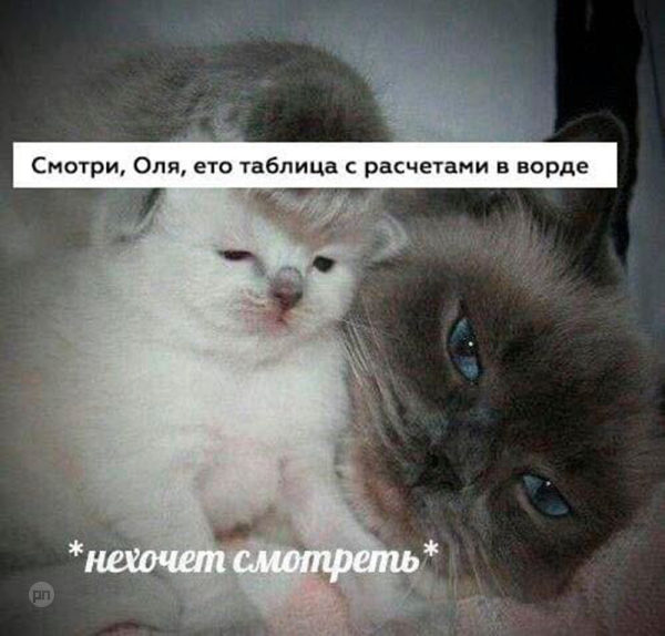 Мем про котиков