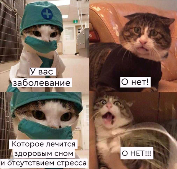 Мем про котиков