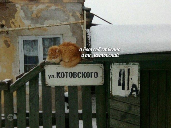 Мем про котиков