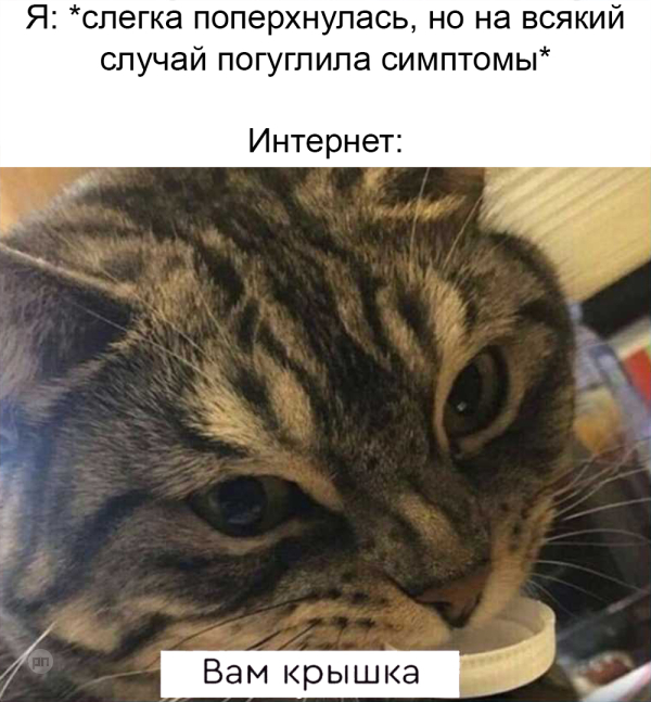Мем про котиков