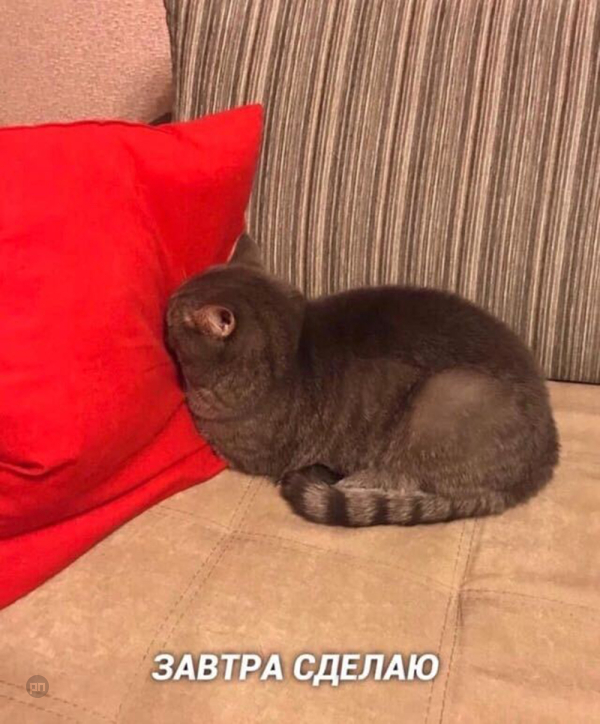 Мем про котиков