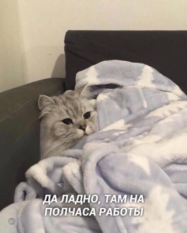 Мем про котиков