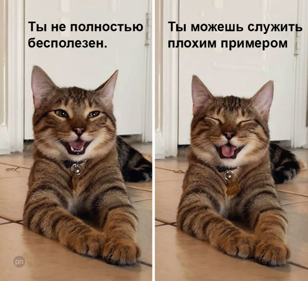 Мем про котиков