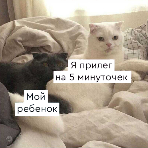 Мем про котиков