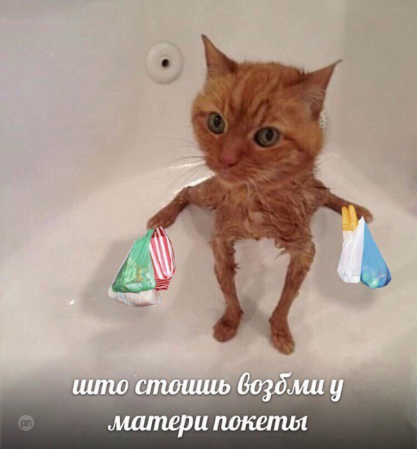 Мем про котиков