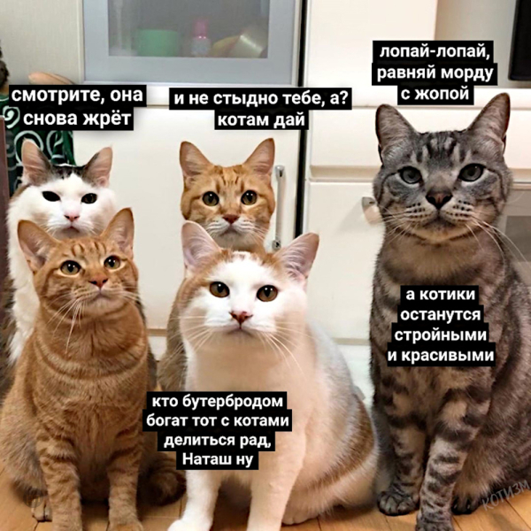 Мем про котиков