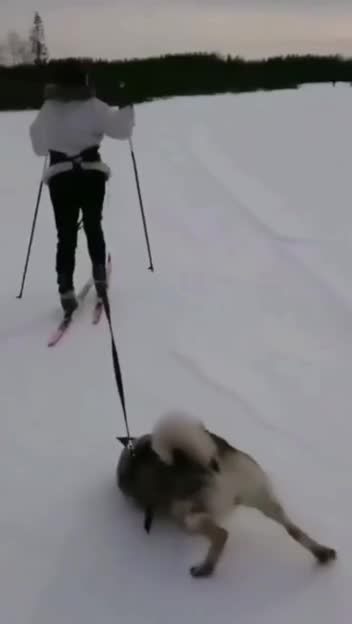 Зимняя прогулка - Хорошо, когда хозяйка катает