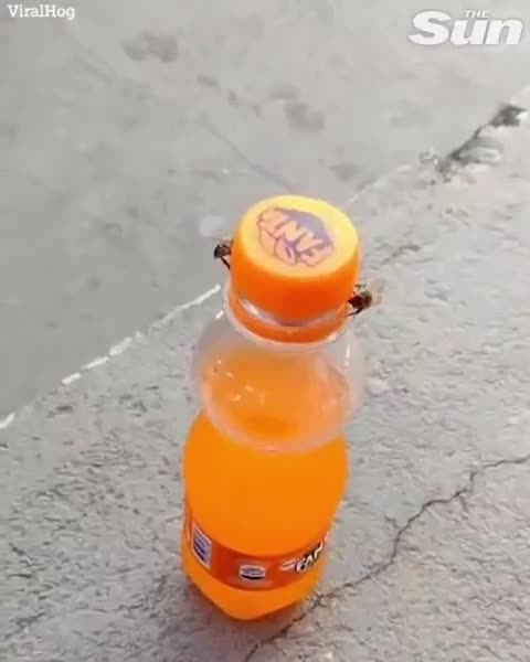 Пчелы скооперировались и открыли "Фанту"