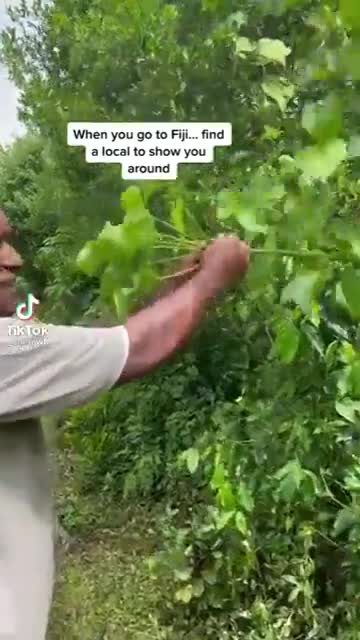 Природная игрушка, ятрофа куркас — похожее видео на Prikola.net