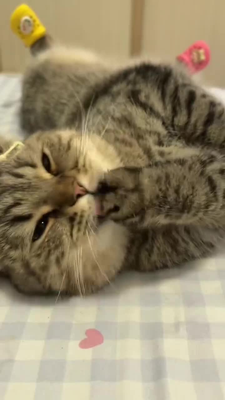 Вы посмотрите только на этого чистюлю