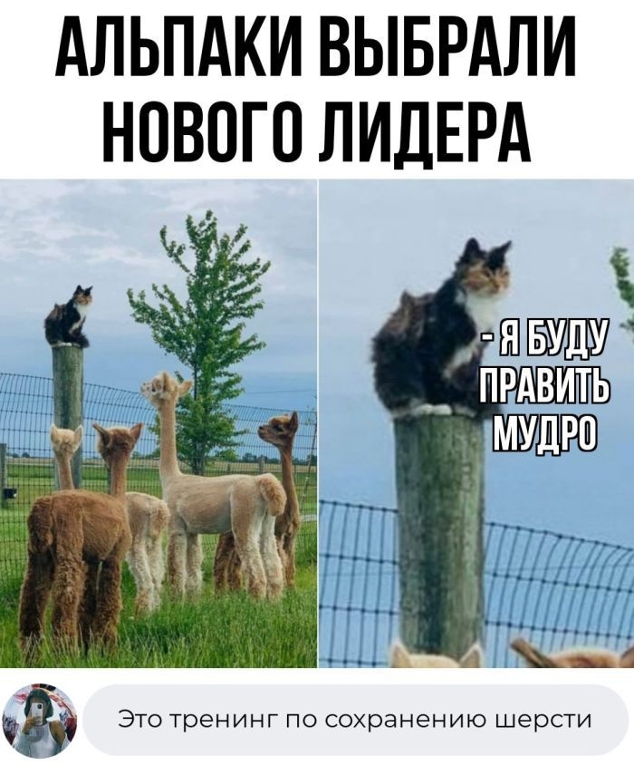 Альпаки выбрали нового лидера — прикол на Prikola.net